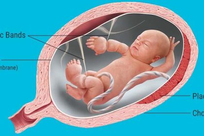 Amniotic Membrane Market : A Study of the Current Status
