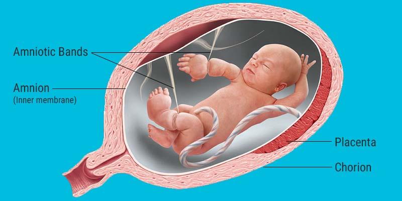 Amniotic Membrane Market : A Study of the Current Status